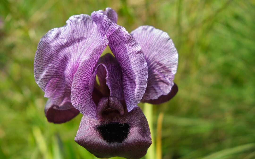 ג' 18.3.25 | טיול לבית שאן, עמק המעיינות ופריחת אירוס הגלבוע
