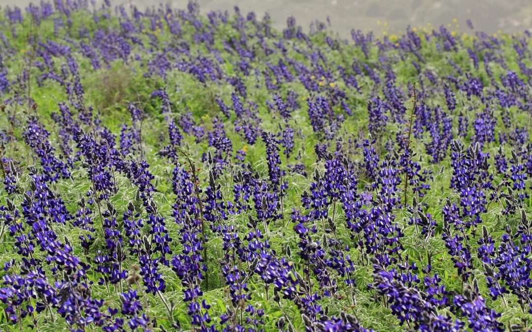 ש' 15.3.25 | טיול לאתרי השפלה שאולי לא הכרתם ופריחת התורמוסים