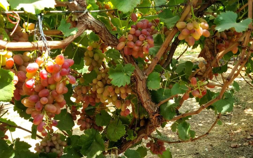 שבת 25.10.25 |בעקבות מורדים, מנזרים, כרמים ויקבים – כולל בציר ענבים עצמי